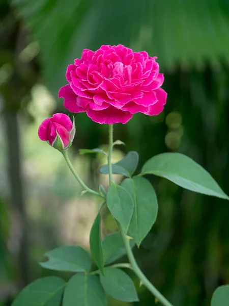 Rosa Scuro Del Fiore Rosa Damascena Rosa Damascena — Foto Stock