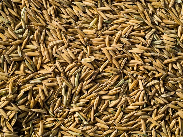 Τους Σπόρους Του Ρυζιού Για Φύτευση — Φωτογραφία Αρχείου