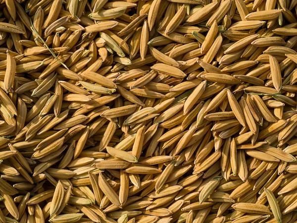 Rice Seeds Planting — Stock Photo, Image