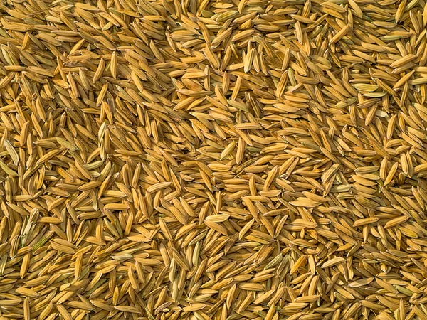 Rice Seeds Planting — Stock Photo, Image