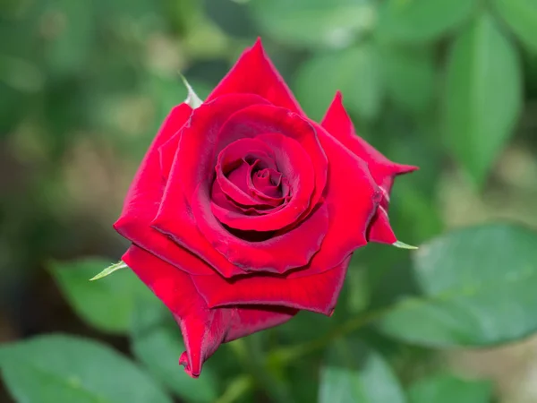 Темно Красный Цветок Rosa Damascena — стоковое фото