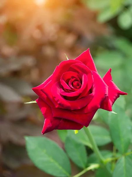 Ciemny Czerwony Róża Kwiat Kwitnący Promieni Słonecznych Rosa Damascena — Zdjęcie stockowe