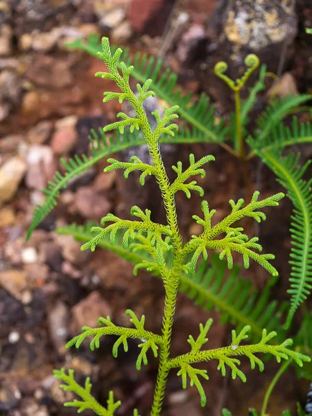 Close Van Kruipende Club Moss Wetenschappelijke Naam Lycopodium Clavatum Linn — Stockfoto