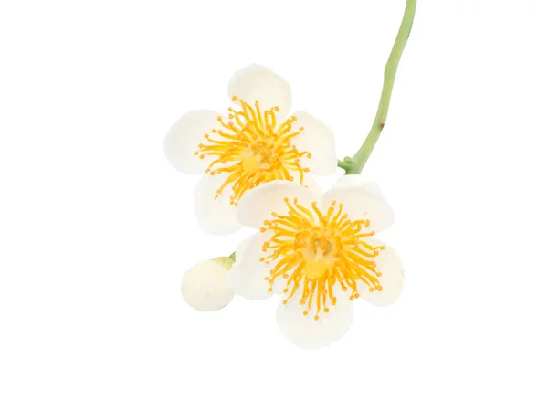 Fleurs Sauvages Blanches Sur Fond Blanc Avec Chemin Coupe — Photo