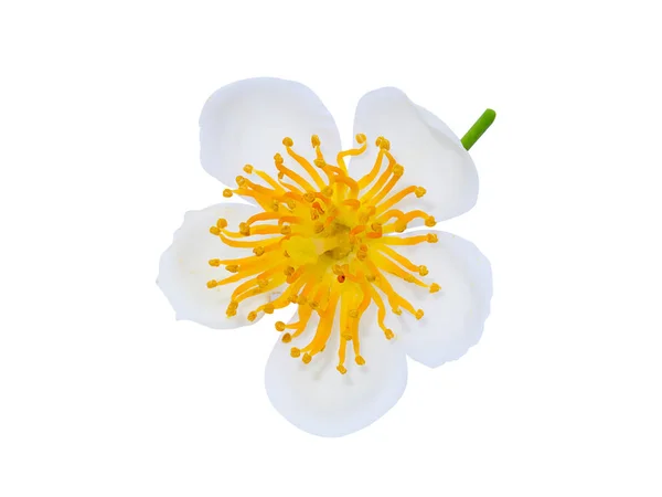 White Wild Flowers Isolate White Background Clipping Path — Stock Photo, Image