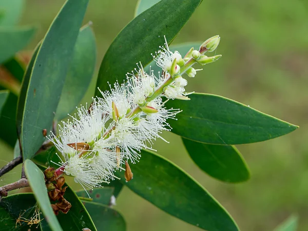 Melaleuca Quinquenervia Çiçek Yakın Çekim — Stok fotoğraf