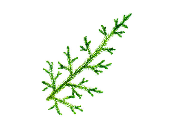 Close up of Creeping Club Moss. (Scientific name - Lycopodium clavatum Linn) on white background.