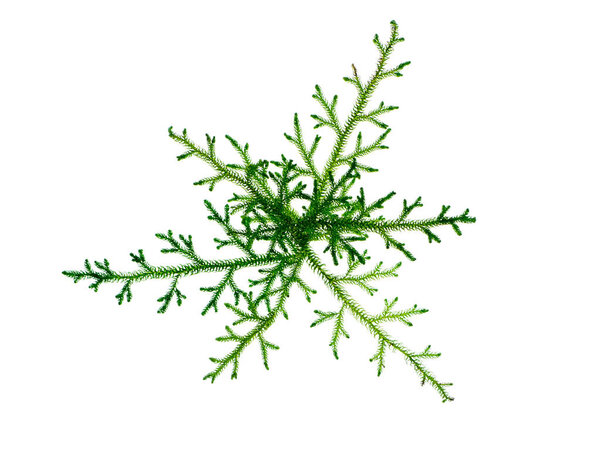 Close up of Creeping Club Moss. (Scientific name - Lycopodium clavatum Linn) on white background.