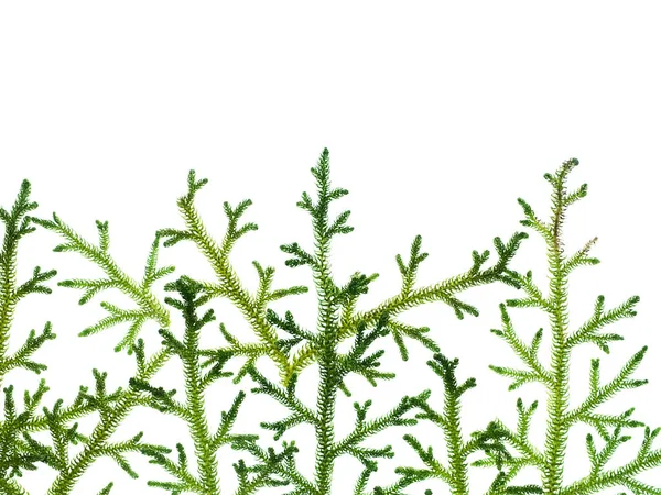 Close Creeping Club Moss Scientific Name Lycopodium Clavatum Linn White — Stock Photo, Image