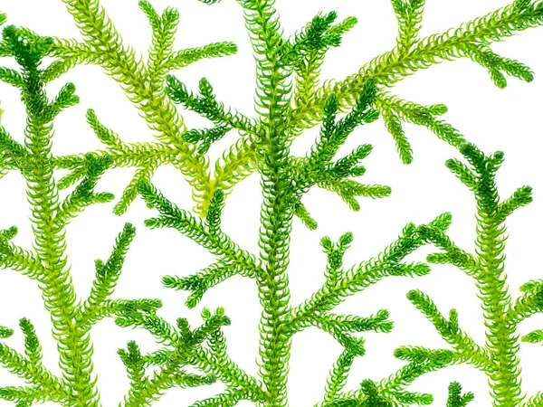 Bliska Pełzanie Club Moss Nazwa Naukowa Lycopodium Clavatum Linn Białym — Zdjęcie stockowe