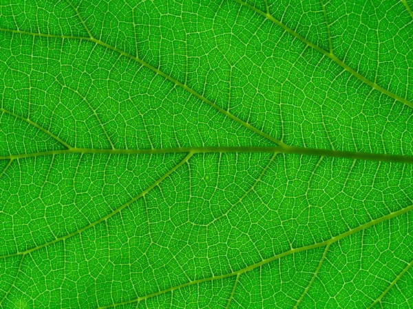 Fermer Mulberry Leaf Background — Photo