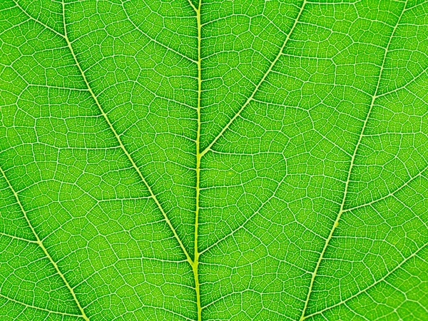 Stäng Upp Mulberry Leaf Bakgrund — Stockfoto