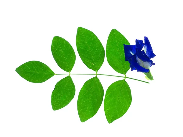 Blue Pea Flower Butterfly Pea Flower Clitoria Ternatea Leaves White — Stock Photo, Image