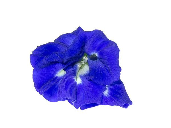 Niebieski Kwiat Grochu Lub Kwiat Motyl Grochu Klitoria Ternateńska Białym — Zdjęcie stockowe