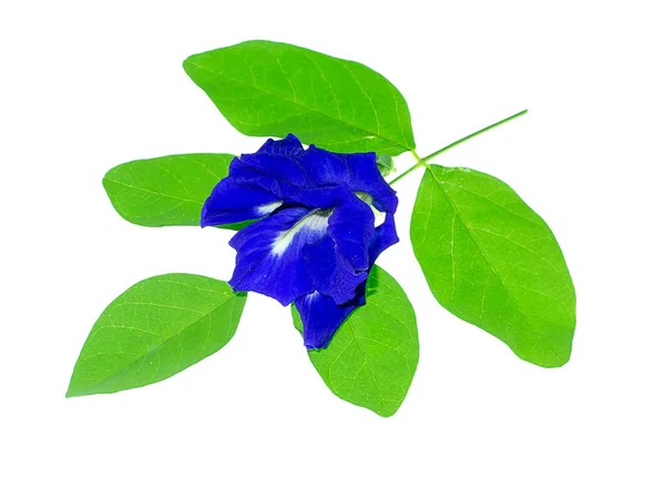 Flor Guisante Azul Flor Guisante Mariposa Clitoria Ternatea Con Hojas —  Fotos de Stock