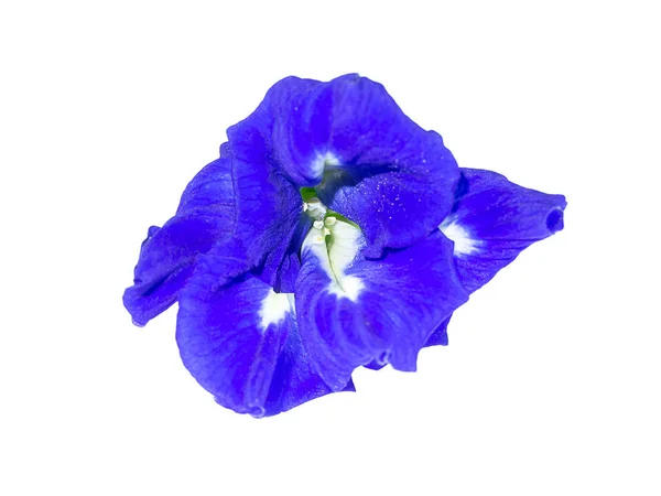 Mavi Bezelye Çiçek Veya Kelebek Bezelye Çiçek Clitoria Ternatea Beyaz — Stok fotoğraf