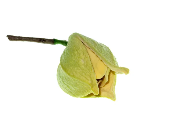 白い背景の上のトゲバンレイシ花を閉じます トゲバンレイシ — ストック写真