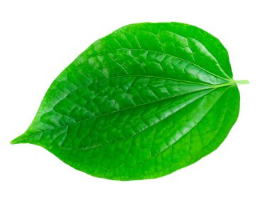Wildbetal Leafbush (Piper sarmentosum) yaprak beyaz arka plan üzerinde kapatın