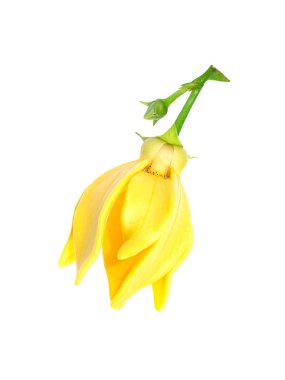 tırmanma ylang-ylang, ilang-ilang, manorangini, hara-champa veya kantali champa güzel kokulu çiçekler.