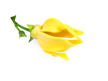 tırmanma ylang-ylang, ilang-ilang, manorangini, hara-champa veya kantali champa güzel kokulu çiçekler.
