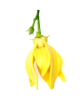 tırmanma ylang-ylang, ilang-ilang, manorangini, hara-champa veya kantali champa güzel kokulu çiçekler.
