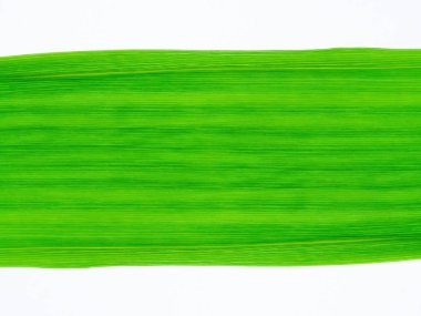 Bambu yaprakları yakın çekim