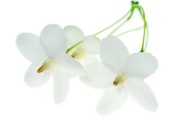 Wrightia bileğinde Benth bitki beyaz zemin üzerine, yakın çekim