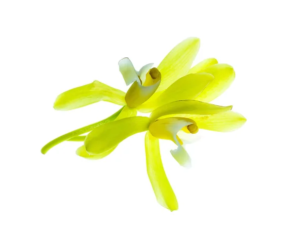 白い背景の上の黄色のシンビジウム Finlaysonianum — ストック写真