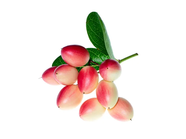 Carissa Carandas Φρούτων Λευκό Φόντο — Φωτογραφία Αρχείου