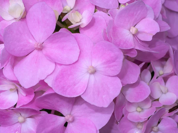 Закройте Розовый Цветок Гидренгеи — стоковое фото