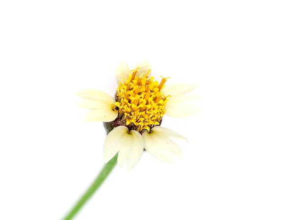 墨西哥菊花 白色背景 Tridax Procumbens — 图库照片