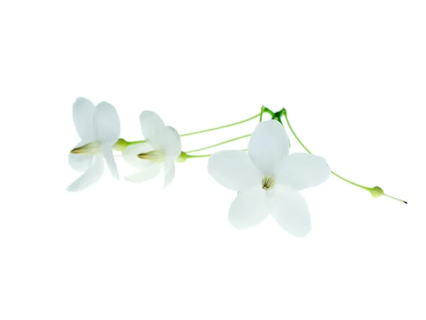 Κοντινό Πλάνο Της Wrightia Religiosa Benth Φυτό Λευκό Φόντο — Φωτογραφία Αρχείου