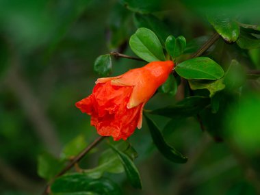 Nar çiçek dalı yeşil arka plana sahip kapatın. (Punica granatum)