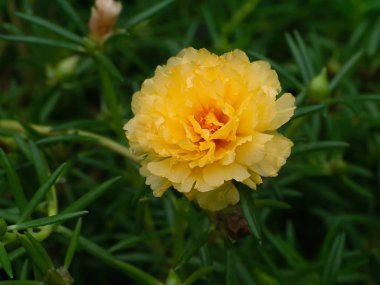 Portulaca çiçek bahçesinde. (Semizotu)