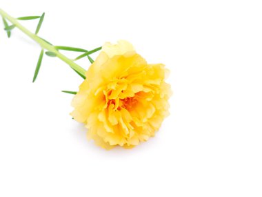 Portulaca çiçek beyaz zemin üzerine kapatın. (Semizotu)