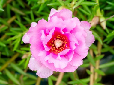 Portulaca çiçek bahçesinde. (Semizotu)