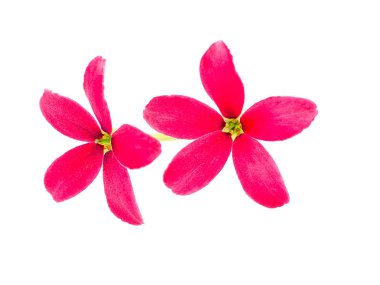 Rangoon sarmaşık çiçek (Quisqualis indica) beyaz arka plan üzerinde Kapat.