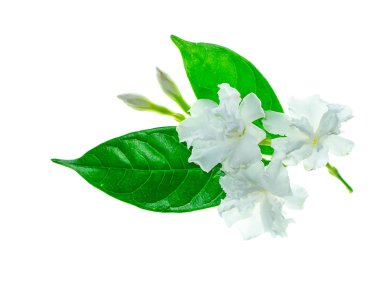 Gardenya gül çiçek beyaz zemin üzerine kapatın. (Gardenya augusta)