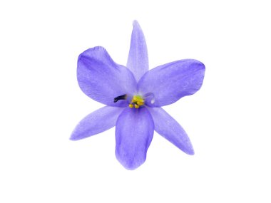 Beyaz arka planda (Monochoria elata Ridl.) kırpma yoluyla menekşe çiçek kadar kapatın.