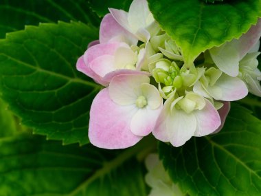 Pembe Hydrengea çiçek ağaç yaprakları ile çiçeklenme kapatın.