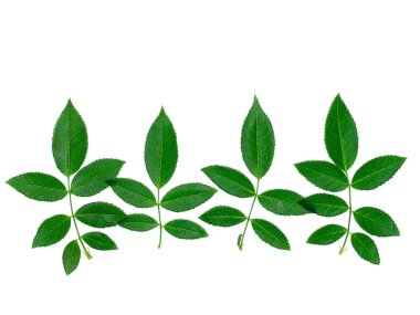 Beyaz zemin üzerine gül ağacının yaprak yeşil kapatın. (Rosa damascena)