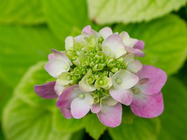Pembe Hydrengea çiçek ağaç yaprakları ile çiçeklenme kapatın.