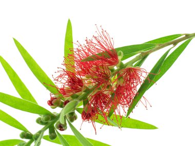 Şişe fırça çiçek beyaz arka plan üzerinde ağlayan. (Callistemon Viminalis)
