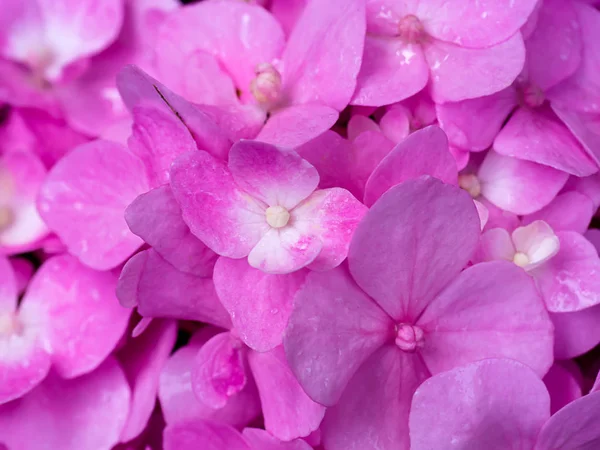 Nahaufnahme Rosa Hydrengea Blume Blüht — Stockfoto