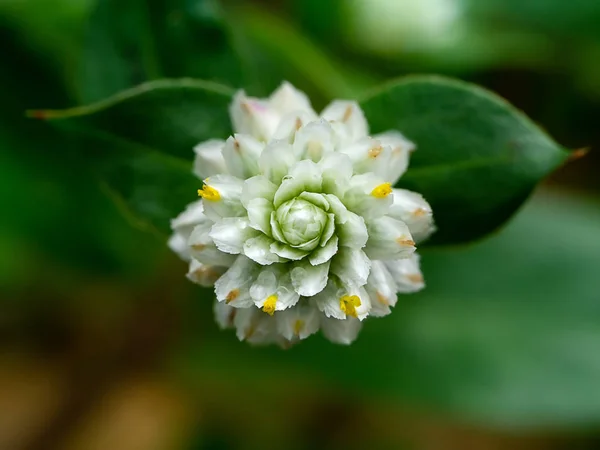 Close Gomphrena Weed Flower Leaf Dark Background — Stock Photo, Image