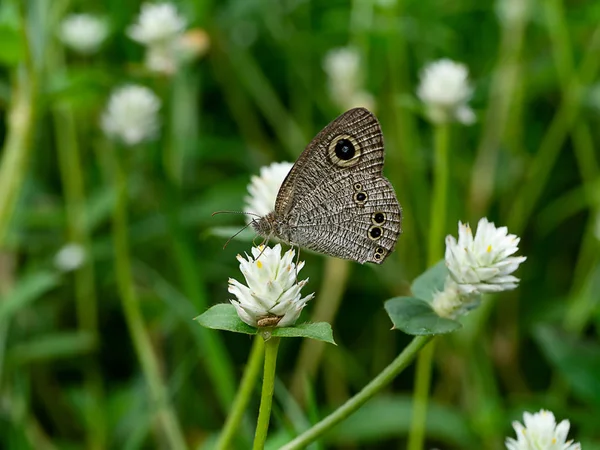 Zbliżenie Gomphrena Chwast Kwiat Motyl — Zdjęcie stockowe