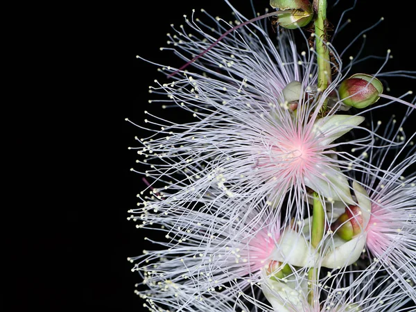 Baranda Angatensis 的特写利亚诺斯花在黑夜中绽放黑色背景 — 图库照片