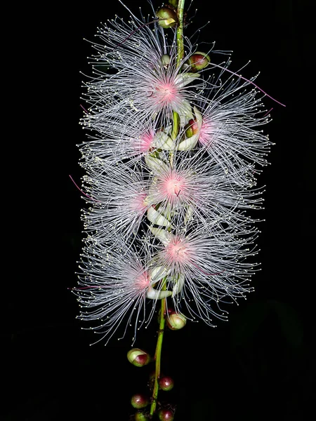 Close Baranda Angatensis Llanos Flor Estão Florescendo Noite Fundo Preto — Fotografia de Stock