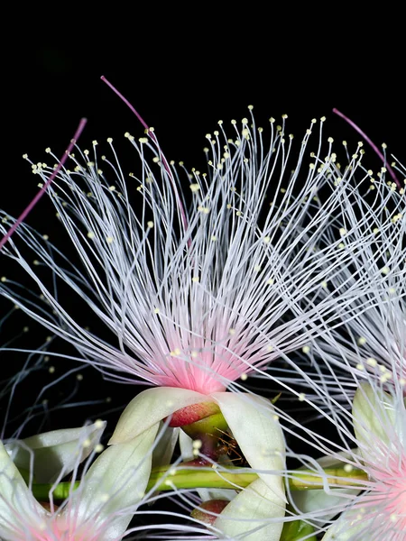 Primer Plano Baranda Angatensis Llanos Flor Están Floreciendo Noche Sobre — Foto de Stock