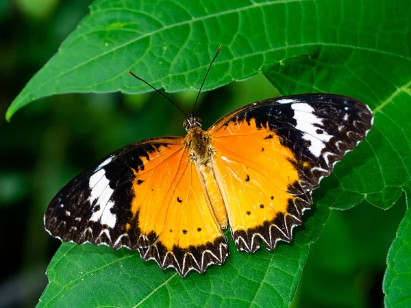 Nahaufnahme Orangefarbener Schmetterling Auf Dem Grünen Blatt — Stockfoto